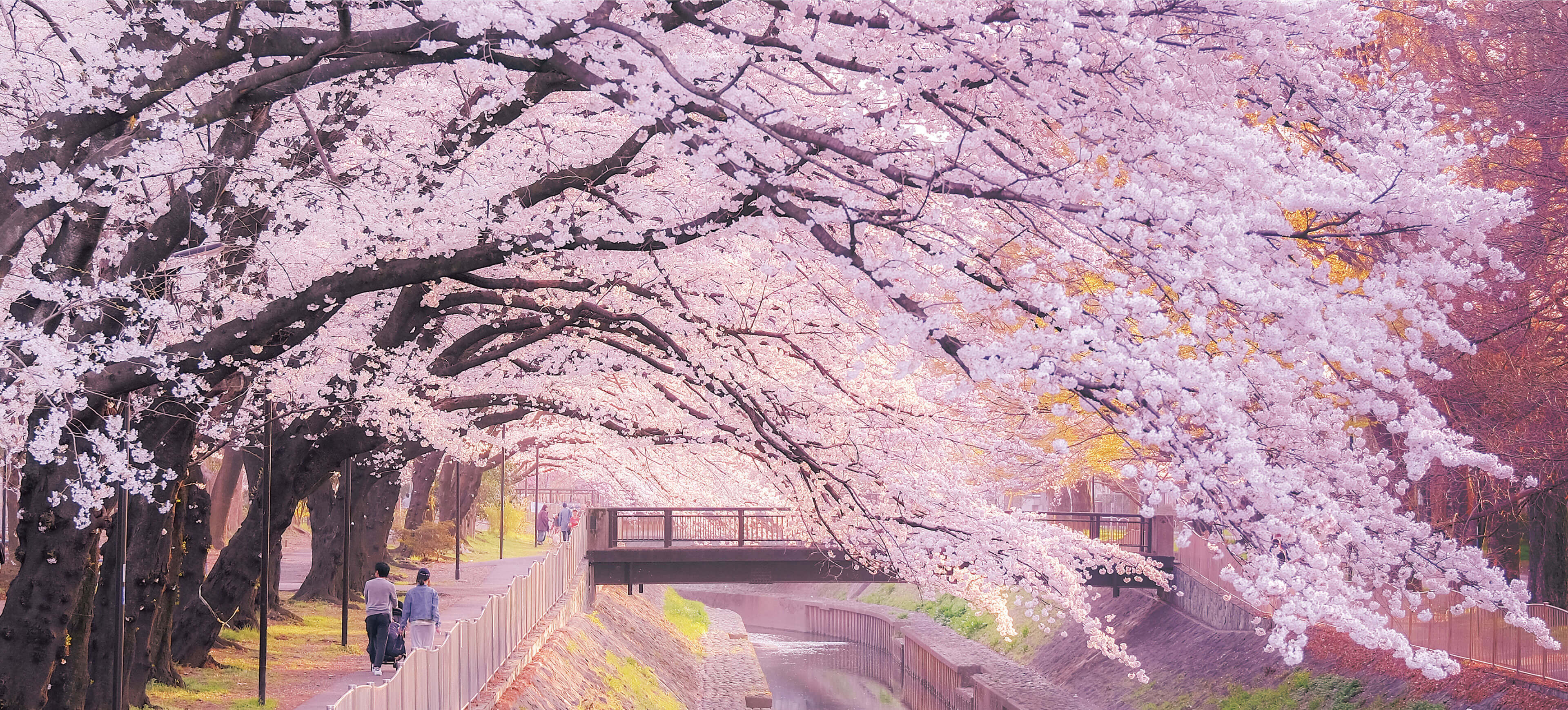 桜の風景①