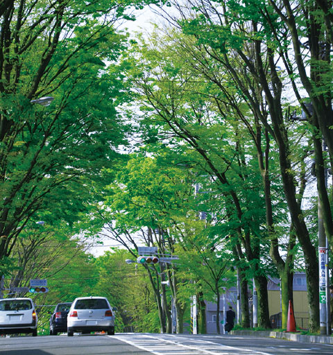 けやき並木通り