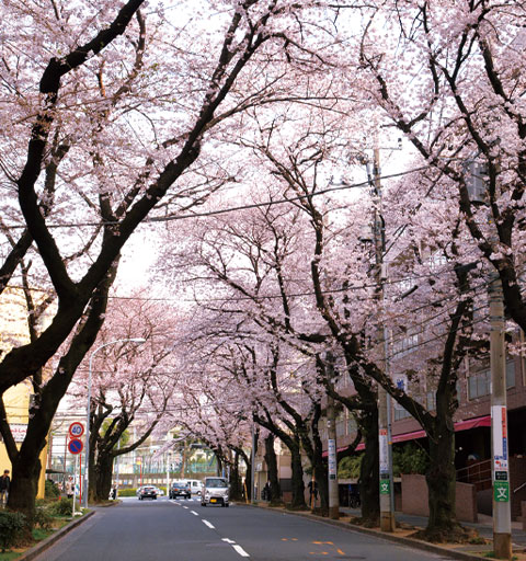桜並木通り