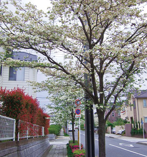 はなみずき通り