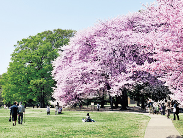 砧公園②