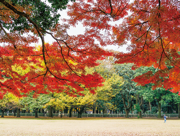 砧公園③